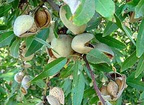 Fresno California - Almond Tree