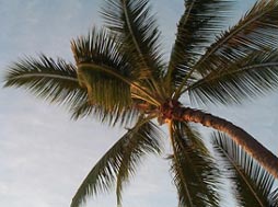 Palm Springs California - Palm Tree