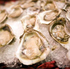 Oysters
